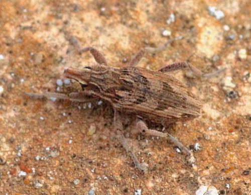 Coniocleonus sp.